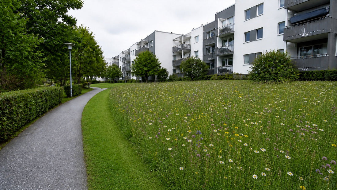 Norsk blomstereng på et fellesareal med klippet gresskant langs gangsti