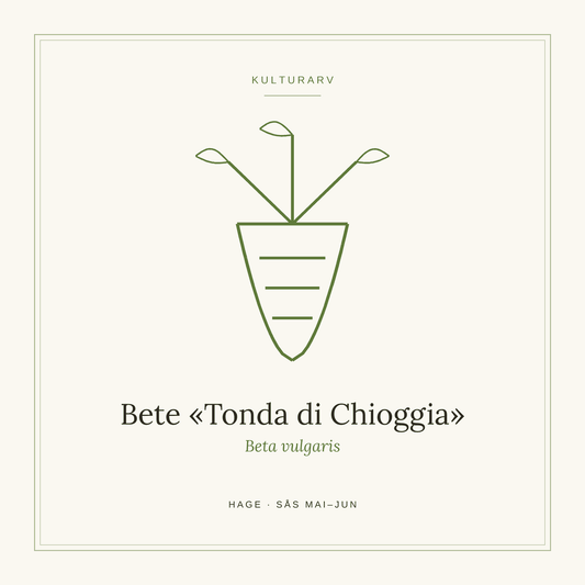 Frøpose fra SpireLykke — Bete «Tonda di Chioggia»