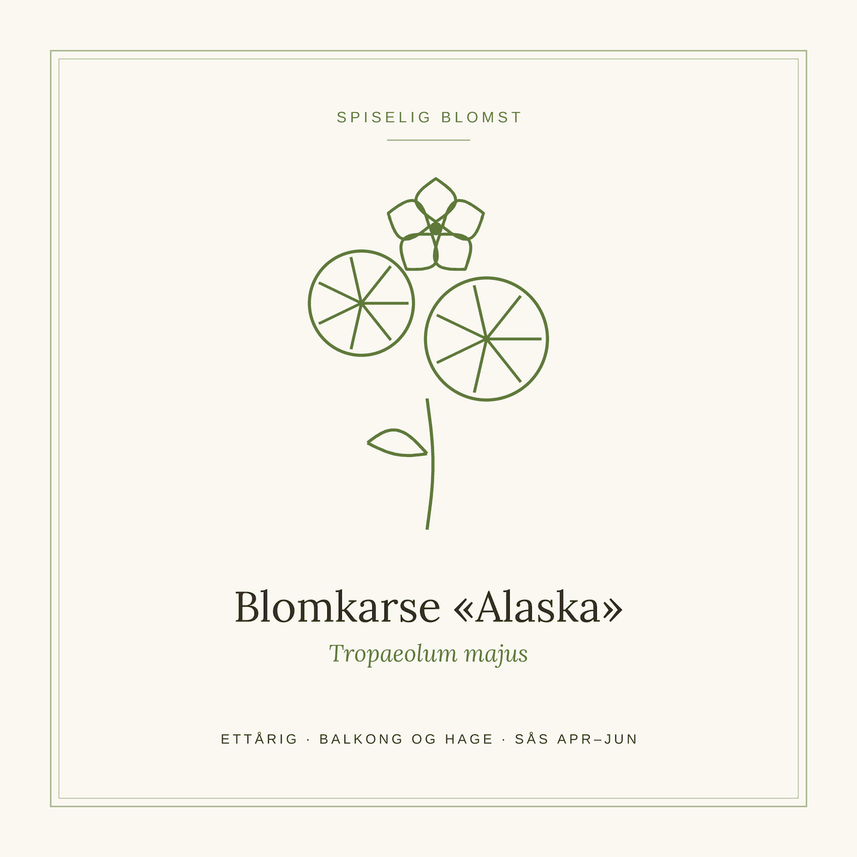 Frøpose fra SpireLykke — Blomkarse «Alaska»