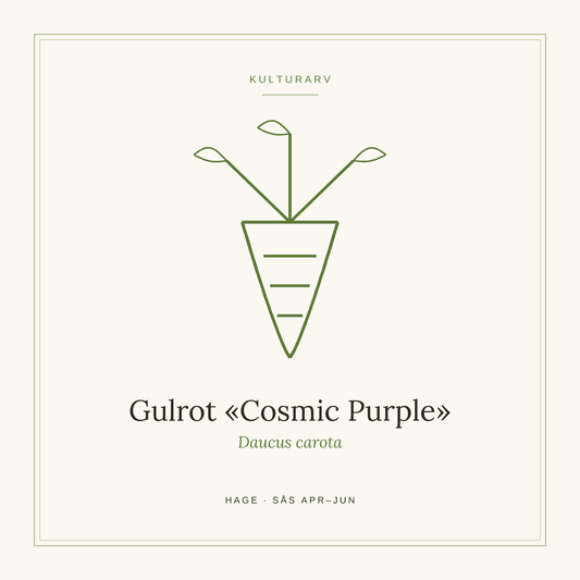 Frøpose fra SpireLykke — Gulrot «Cosmic Purple»