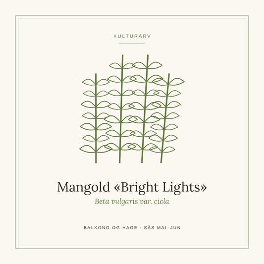 Frøpose fra SpireLykke — Mangold «Bright Lights»