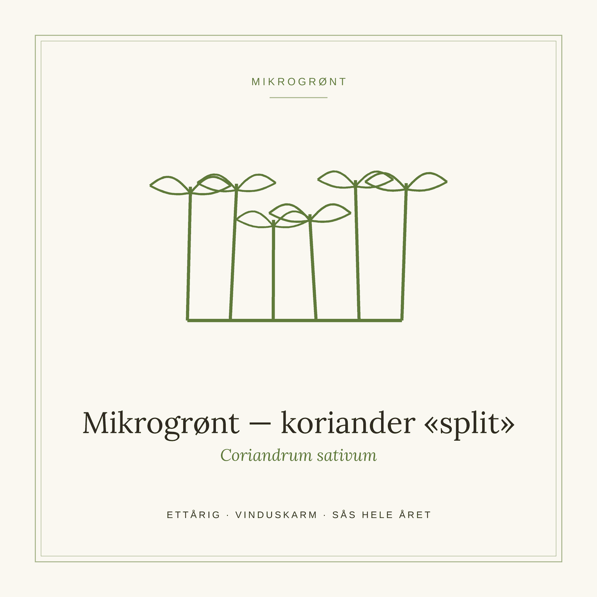 Frøpose fra SpireLykke — Mikrogrønt koriander «split»