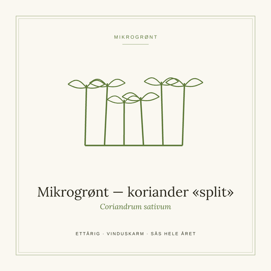 Frøpose fra SpireLykke — Mikrogrønt koriander «split»