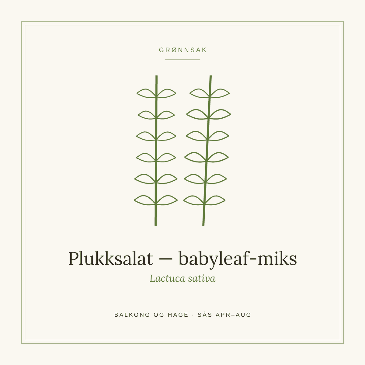 Frøpose fra SpireLykke — Plukksalat, babyleaf-miks