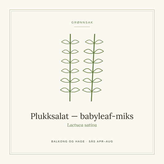 Frøpose fra SpireLykke — Plukksalat, babyleaf-miks