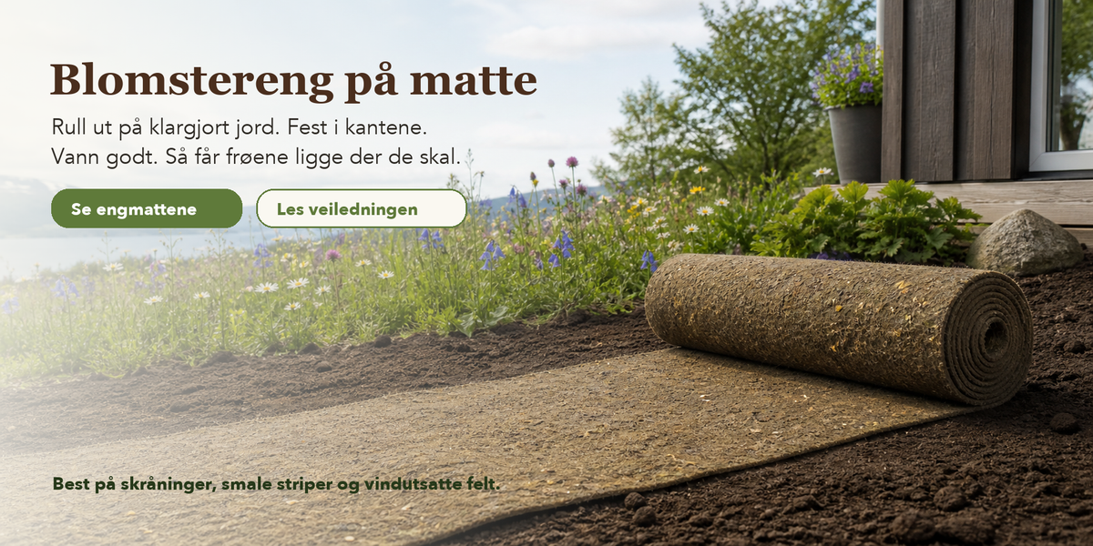 Blomsterengmatte rullet ut i norsk hage med blomstereng i utvikling